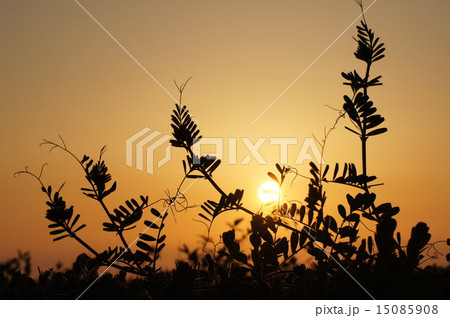 朝日 カラスノエンドウ コピースペース 朝日 カラスノエンドウ コピースペース 15085908