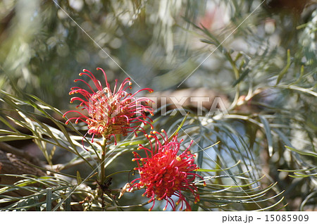 ベニバナハゴロモノキ 紅花羽衣の木 ベニバナハゴロモノキ 紅花羽衣の木 15085909