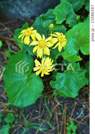 晩秋の花(冬の季語)・茂みにひっそり咲くツワブキの花・縦位置 晩秋の花(冬の季語)・茂みにひっそり咲くツワブキの花・縦位置 15086567