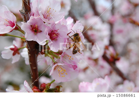 北海道 森町オニウシ公園 桜とハチの写真素材