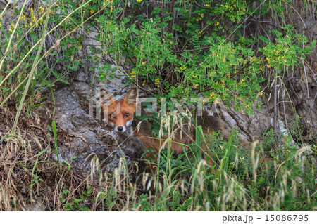 European red fox 15086795