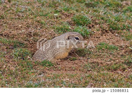 prairie dog (cynomys ludovicianus) 15086831