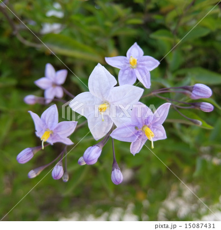 夜のジャスミン 夜のジャスミン 15087431