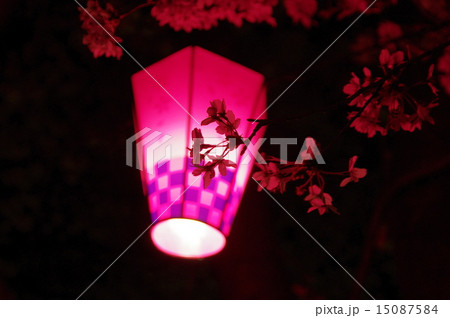 夜桜 夜桜 15087584
