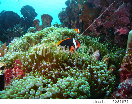 与那国島のイソギンチャクとハマクマノミ 15087677
