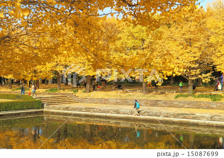 昭和記念公園　紅葉 15087699