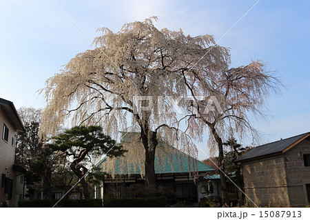 春の慈眼寺 春の慈眼寺 15087913