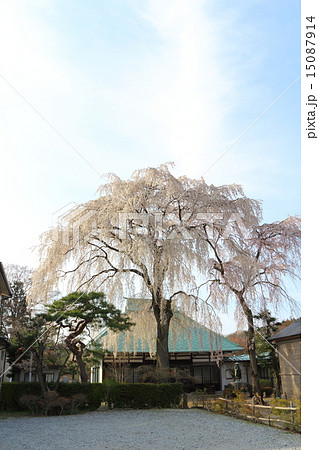 春の慈眼寺 15087914