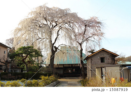 春の慈眼寺 15087919