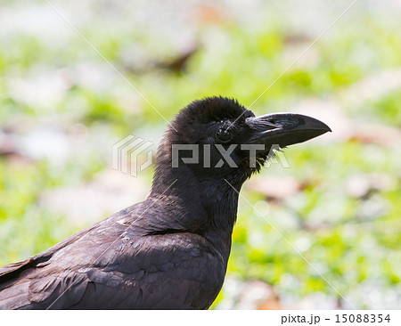 bill of black birds crow raven 15088354