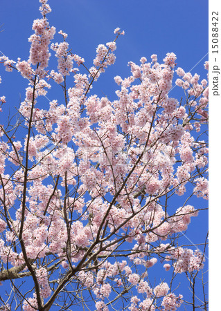 桜(エドヒガン) 桜(エドヒガン) 15088422