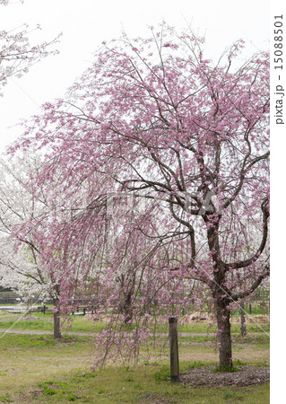 しだれ桜 15088501