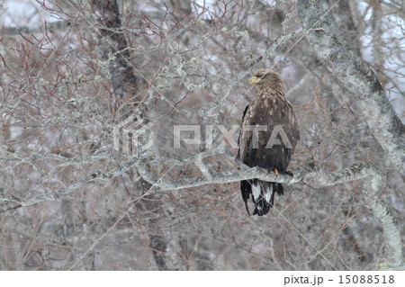 木の枝にとまるオジロワシ 木の枝にとまるオジロワシ 15088518