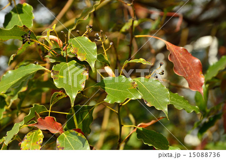 樹木:アカメガシワ トウダイグサ科 樹木:アカメガシワ トウダイグサ科 15088736