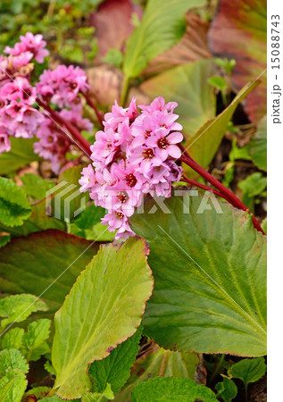 植物 ヒマラヤユキノシタ ユキノシタ科の写真素材