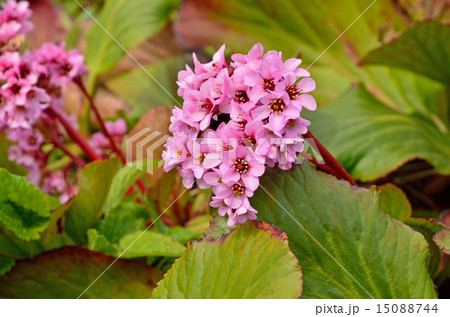 植物 ヒマラヤユキノシタ ユキノシタ科の写真素材