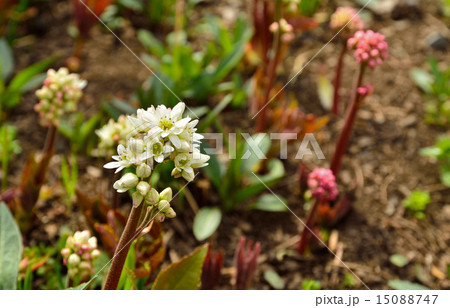 植物 イワヤツデ ユキノシタ科の写真素材