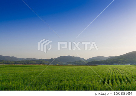 麦畑と青空 15088904