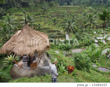 バリ島のライステラス 15089205