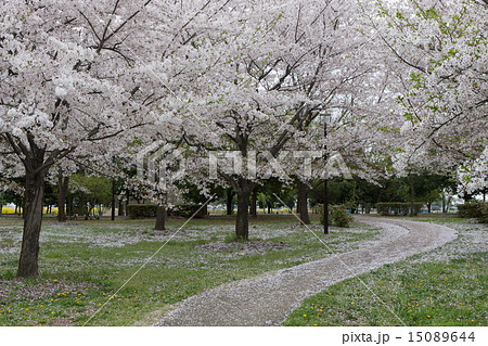 桜景色 15089644