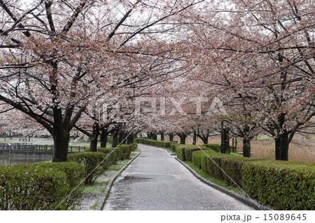 桜景色 桜景色 15089645