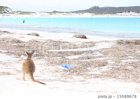 西オーストラリア　エスペランス　ラッキー・ベイ　カンガルー 15089679