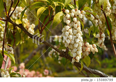 樹木 アセビ ツツジ科の写真素材