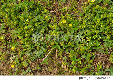 植物：ミツバツチグリ　バラ科 15089817