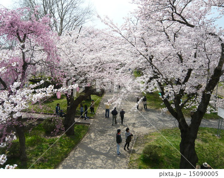 桜満開 15090005