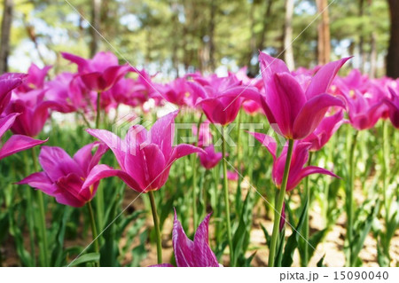 チューリップ畑 コンプリメント チューリップ畑 コンプリメント 15090040