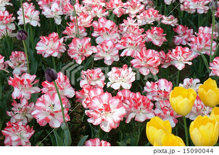 チューリップ畑　カルトウッシュ 15090044