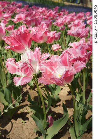 チューリップ畑　ファンシーフリル 15090045