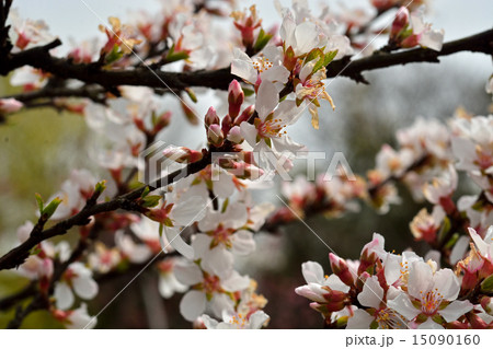 樹木：ユスラウメ　バラ科 15090160