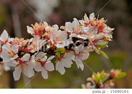 樹木：ユスラウメ　バラ科 15090163