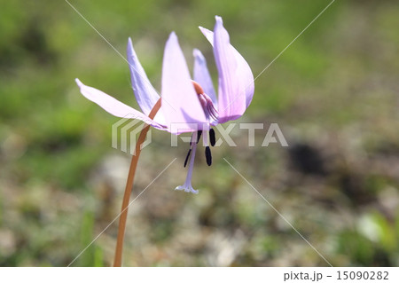 カタクリの花 15090282