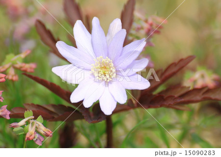 キクザキイチリンソウ 15090283