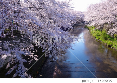 桜 15090351