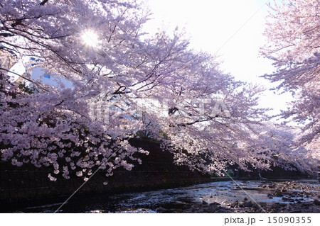 桜 桜 15090355