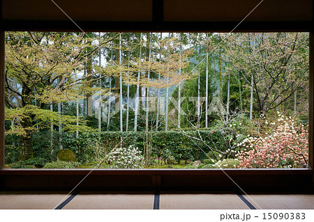 春の宝泉院、西方庭園中央部 15090383