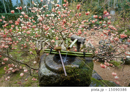 春の宝泉院、コウゾミツマタに囲まれたつくばい 15090386
