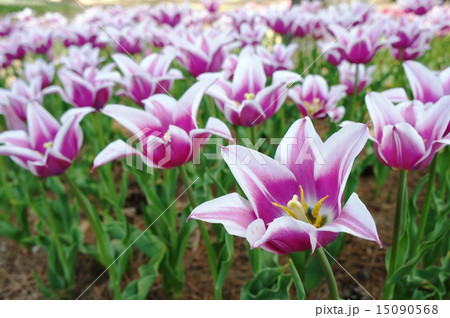 チューリップ畑 バラード チューリップ畑 バラード 15090568