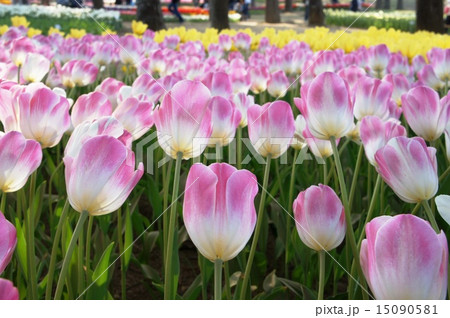 チューリップ畑　スウィーティー 15090581