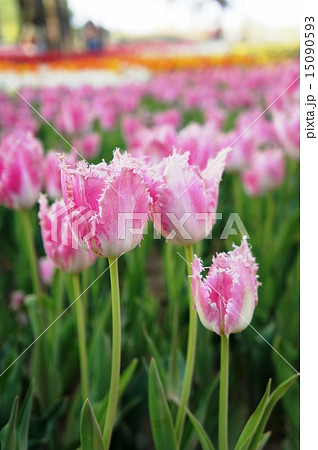 チューリップ畑　ハウステンボス 15090593