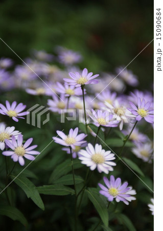 ブラキカム・イベリディフォリア 15090684