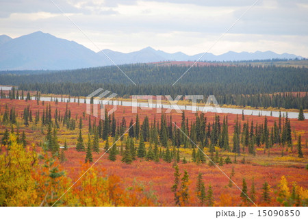デナリ国立公園 15090850