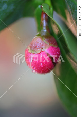 カメリア・ハイドゥンの花の蕾と雨雫 カメリア・ハイドゥンの花の蕾と雨雫 15091421