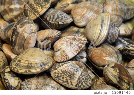 アサリ アサリ 15091449