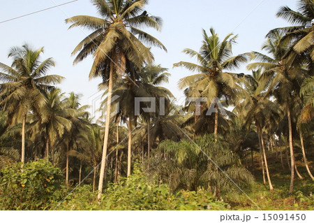 西アフリカ・ガーナのパーム林 西アフリカ・ガーナのパーム林 15091450