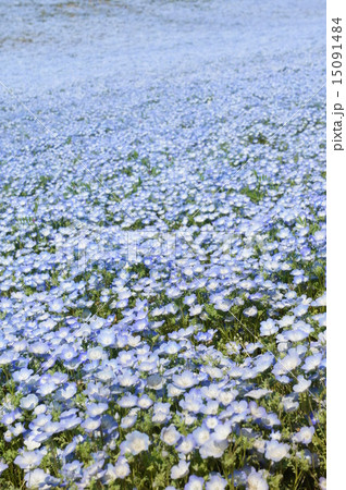 ネモフィラ 15091484