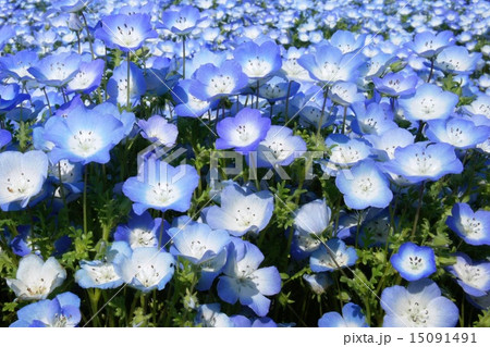 ネモフィラ ネモフィラ 15091491